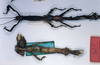 CollectionObject 1561533; 5dcb2c8e-95c5-47af-a371-aa42cc2b8be2: copyright MNHN, Paris. female of synonym Pterinoxylus difformipes (damaged holotype?). (CollectionObject).