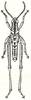 Humpatella constricta Karsch, 1896: Fig. 11. male (body length 19.5 mm). (Otu).
