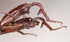CollectionObject 1562199; NHMUK(SF IMPORT DUPLICATE) 844973, 8b7f5d18-e44d-4a99-82c1-e723db6ced69: copyright Natural History Museum, London. male: abdomen, lateral view (holotype). (CollectionObject).