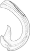 Aedeagus, lateral view on Cicadula (Henriana) frontalis (Herrich-Schäffer, 1835): Aedeagus, lateral view. (Observation).