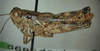 Melanoplus trigeminus Strohecker, 1963: male. (Otu).