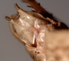CollectionObject 1543483; 71a123fa-bb32-48e6-8d93-84eb6d85b8dd: subgenital plate, ventral view (holotype). (CollectionObject).