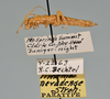 CollectionObject 1563628; 1483c09d-a848-48e5-a08e-ce2f109c02fa: copyright USNM, Washington. (CollectionObject).