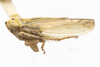Habitus, lateral view on Colladonus davisi Nielson, 1957: (Observation).
