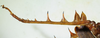 male hind tibia. Depicts CollectionObject 1498682; a6f71bae-af83-473d-8545-a86e47bb5a69, a CollectionObject.