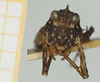 CollectionObject 1518027; 3b6205f0-fc62-4ee1-8498-a30b71828eda, NHMUK10924450: male, frontal view (holotype). (CollectionObject).