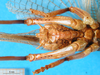 CollectionObject 1500136; 1061f6f8-83cf-48dd-a6c1-095493f7d148: male abdomen tip, ventral view. (CollectionObject).