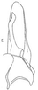 Subgenital plate: !! display not done !! on Onura eburneola Oman, 1938: Stylus and sugential plate, dorsally. (Observation).