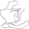 Pygofer, lateral view on Dikrella (Dikrella) aureocosta Ruppel & DeLong, 1952: Genital capsule, lateral view. (Observation).