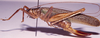 CollectionObject 1544457; 13503024-a3ad-4810-bca1-5527f7414ca2: female, lateral view (paratype). (CollectionObject).