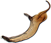 Aedeagus, lateral view: Hypacostemma viridissima, aedeagus, laterally (PPRI). (Observation).