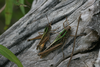 FieldOccurrence 453; 01c0af01-c4f5-4309-80e0-56ad7c151377; Tanzania
Kiverenge N Pare, 2012/03/02: pair. (FieldOccurrence).