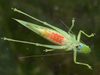 Erioloides longinoi Naskrecki & Cohn, 2000: female, ventral view. (Otu).