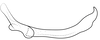 Stylus on Pseudocostanana rubromarginata (Domahovski & Cavichioli, 2023): Male holotype [DZUP]: style, lateral view. (Observation).