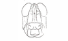 Dichroplus mantiqueirae Ronderos, Carbonell & Mesa, 1968: Fig. 100. head, frontal view. (Otu).