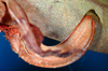 CollectionObject 1530854; f5fe5583-7ca2-43fa-9cdb-6d2a58efc4a0: female ovipositor (paratype). (CollectionObject).