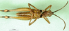 CollectionObject 1501302; d2dd59cd-18ee-4548-855d-8bdbbab5bef7: male, ventral view (holotype). (CollectionObject).