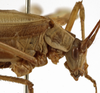 CollectionObject 1529820; 50f1a515-fcf5-4b97-a401-14cd929a492a: male pronotum, lateral view (lectotype of Tylopsis meruensis). (CollectionObject).