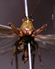 CollectionObject 1531397; c849ea2c-efb2-4e01-b410-5198dcfa3511: male frons (holotype). (CollectionObject).
