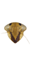 Head on Andanus raunoi (Zanol, 1993): male, face, anterior view. (Observation).