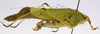 CollectionObject 1503502; 7376d0d2-dd27-4f47-b156-d7fcfc888bc8: male, lateral view (holotype). (CollectionObject).