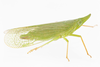 Live specimen: Rhynchomitra microrhina, female. Newark, New Castle Co., Delaware, USA; August 31, 2021, sweeping vegetation; det. CR Bartlett. (Observation).