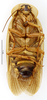 CollectionObject 1587292; MNHN(SF IMPORT DUPLICATE) MNHN-EP-EP1250, 0eb95e0b-68bd-4bb5-bcff-98505fc91e8b: CC BY-NC-ND 4.0/MNHN - Depraetere Marion - 2014. Non type, male. Specimen number: MNHN-EP-EP1250. http://coldb.mnhn.fr/catalognumber/mnhn/ep/ep1250. (CollectionObject).