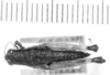 CollectionObject 1526913; a71c1af9-0f78-4473-9ef3-72b5b3cf9ddf: female, dorsal view (allotype). (CollectionObject).