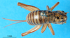 CollectionObject 1500182; f305c496-3ece-4c82-b8b7-9e7b3e483a84, MfN 1051: female, dorsal view (holotype). (CollectionObject).