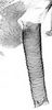 Aedeagus, lateral view. on Aphis (Bursaphis) oenotherae Oestlund, 1887 alate viviparous female: Siphunculus (SI) of A. oenotherae. (Observation).