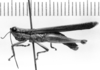 CollectionObject 1521505; 7d6977d3-8b5f-49c2-b49d-94fc3c443527: Image Carbonell, C.S. male, lateral view (lectotype of Cornops insularis). (CollectionObject).