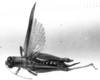 CollectionObject 1538887; c9aba739-7a60-4c95-85f1-c01c4f7f37e0: Image, Carbonell, C.S. at the British Museum, 1970. female, dorsal view (holotype). (CollectionObject).