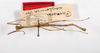 CollectionObject 1564141; 19fff3f5-5ad9-4086-a5b0-80eb61f4e461: copyright MNCN, Madrid. male (syntype). (CollectionObject).;CollectionObject 1564142; 0fa5b738-537f-4b39-8b69-fcee83e1aa4f: copyright MNCN, Madrid. male (syntype). (CollectionObject).