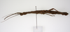CollectionObject 1560143; 4529c27e-7b06-43f1-896c-6defc05801a9: copyright ZMUH, Hamburg. female, lateral view (paralectotype). (CollectionObject).;CollectionObject 1560144; 6704a3d5-a829-49bb-adbc-5b783536858d: copyright ZMUH, Hamburg. female, lateral view (paralectotype). (CollectionObject).