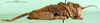 CollectionObject 1501893; f060c4e7-1c18-4ac9-ac5c-9c3627815b68: female, lateral view (paratype). (CollectionObject).