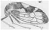 Habitus, lateral view on Cyrtolobus pallidifrontis (Emmons, 1855): (Observation).