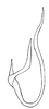 Aedeagus, lateral view on Arapona devisa DeLong, 1979: Male holotype [OSU]: aedeagus, lateral view. (Observation).