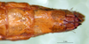 CollectionObject 1530787; 776a6c70-af7f-43d4-944b-b703e297d805: female abdomen tip, ventral view (paralectotype). (CollectionObject).