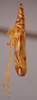 Habitus, lateral view on Krocodona sauridion Kramer, 1964: Female holotype [USNM]: habitus, lateral view. (Observation).
