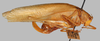 Phaulula laevis (Brunner von Wattenwyl, 1878): female, dorsal habitus, Mambajas Misamis, Philippines, UPLBMNH. (Otu).