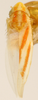 Habitus, dorsal view on Erythridula sincera (Johnson, 1935): Habitus (holotype, OSU collection). (Observation).
