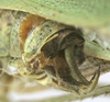 CollectionObject 1567556; b55a4a95-43d7-4b84-9f58-09520282302b: male cerci (paratype). (CollectionObject).