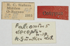CollectionObject 1578118; NNM 125, b89e2d89-6021-42cf-9a7e-0aa8a8be26ff: labels (syntype). (CollectionObject).