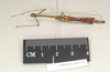 CollectionObject 1560515; NHMUK(SF IMPORT DUPLICATE) 844535, 23caa7a9-72a1-4d0c-8fcb-581844618722: copyright Natural History Museum, London. male, lateral view (holotype). (CollectionObject).