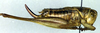 CollectionObject 1501878; 82b0ab6b-1a52-4e0f-8363-80265e077014: female, lateral view (allotype). (CollectionObject).