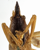 CollectionObject 1530645; 482fa01e-ba8d-4dc2-8a51-66399b3ab053: male face (holotype). (CollectionObject).