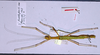 CollectionObject 1559575; 2b8d94e5-f5e3-473f-8212-f0d7519d2b50: copyright J. Bresseel. female (syntype). (CollectionObject).
