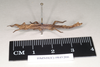 CollectionObject 1561572; NHMUK(SF IMPORT DUPLICATE) 845196, 54eadbae-a942-4d0a-b075-a86cf4fa0f2e: copyright Natural History Museum, London. female juv., lateral view of Acanthoderus oileus (holotype). (CollectionObject).