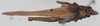 CollectionObject 1581302; 47bab69e-84f5-4aa8-9a85-86db198ded1a: male, dorsal view (syntype). (CollectionObject).