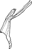 Aedeagus, lateral view on Arboridia (Arboridia) salka Dworakowska, 1994: Aedeagus, lateral view. (Observation).